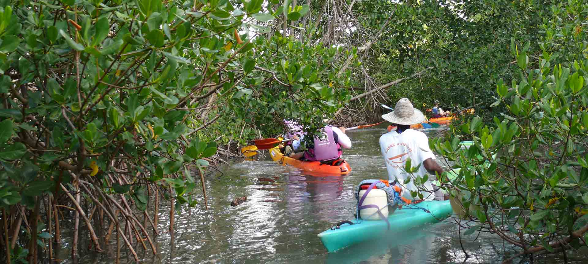 Martinique, en kayak dans la Mangrove